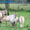 Objawy piroplazmozy, takie jak przemijająca gorączka, zmniejszona tolerancja na wysiłek, spadek apetytu, są trudne do zaobserwowania, jeśli koń przebywa głównie na pastwisku