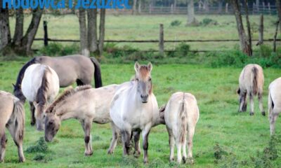 Objawy piroplazmozy, takie jak przemijająca gorączka, zmniejszona tolerancja na wysiłek, spadek apetytu, są trudne do zaobserwowania, jeśli koń przebywa głównie na pastwisku