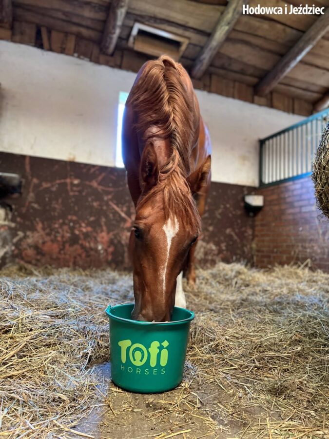 Tofi Horses