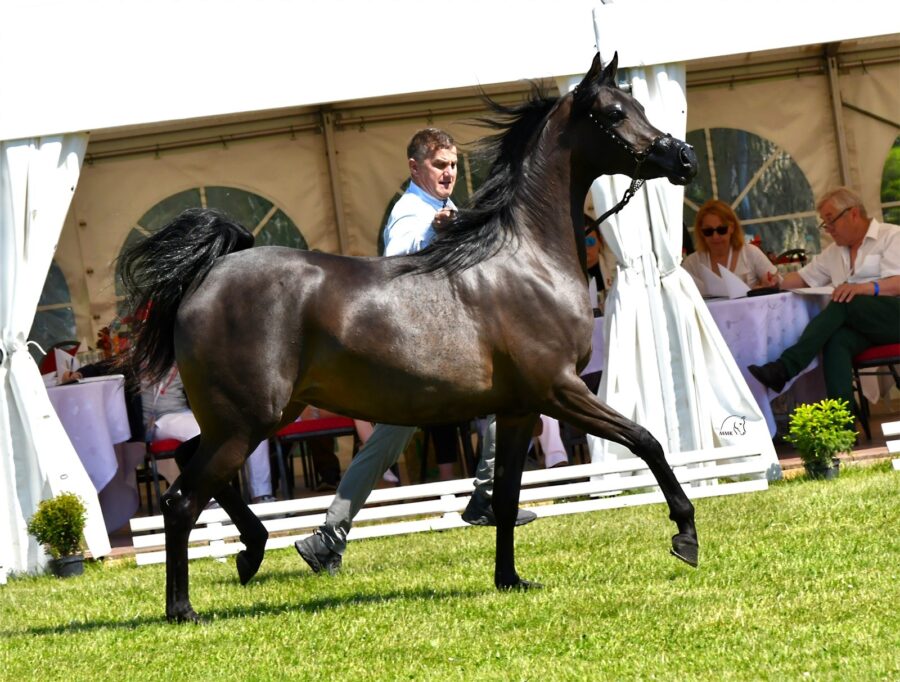 Pustynna Kalahari