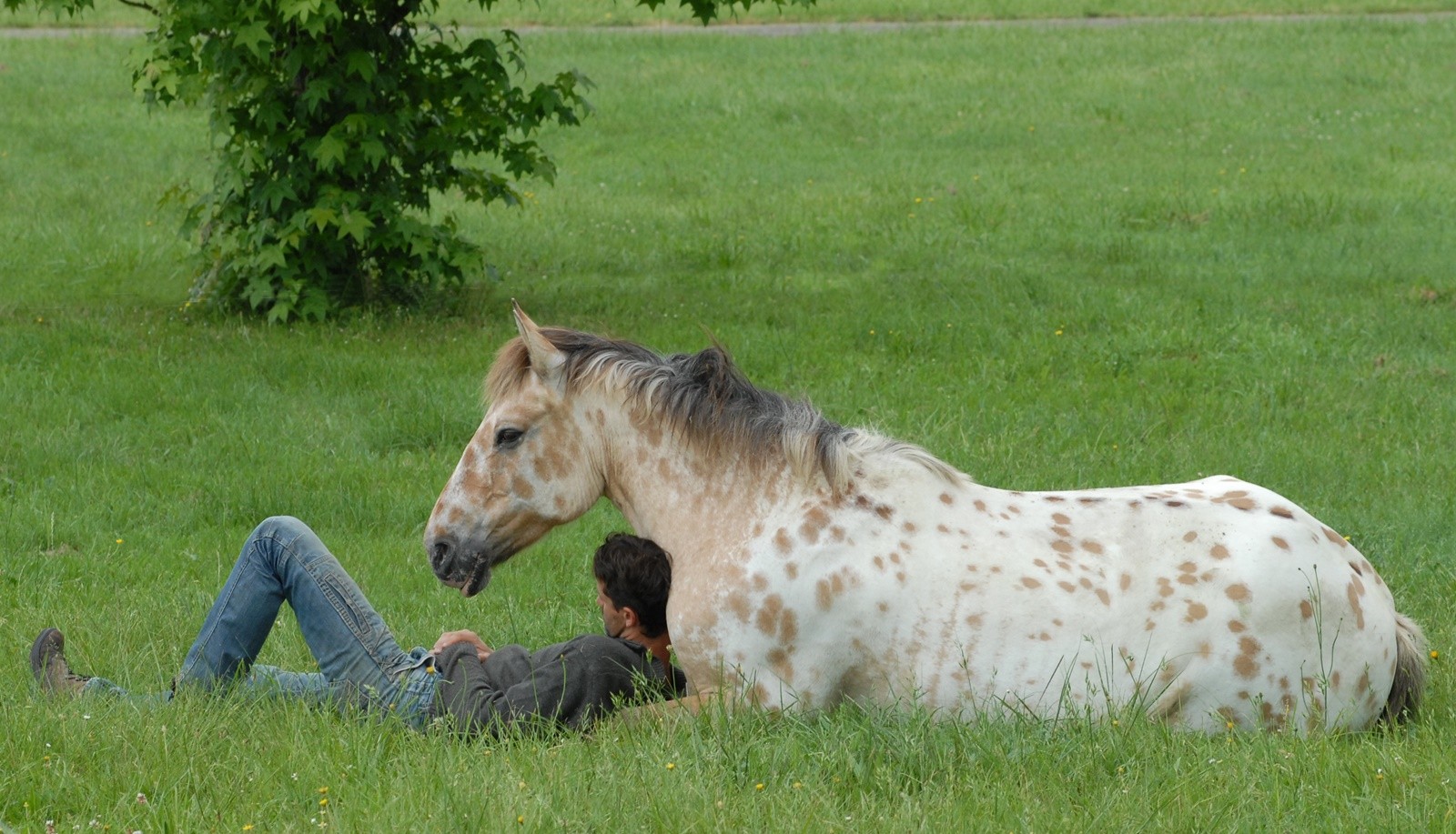 Koń leżący na trawie