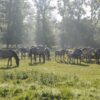 Klacze hodowlane z przychówkiem w stadninie koników polskich w Popielnie przebywają na pastwiskach przez całą dobę od maja do końca października