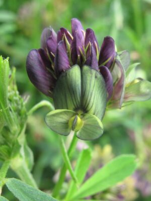 Lucerna mieszańcowa (Medicago x varia T. Martyn)