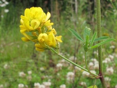 Lucerna sierpowata (Medicago falcata L.)