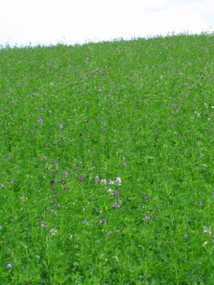 Lucerna siewna (Medicago sativa L.)